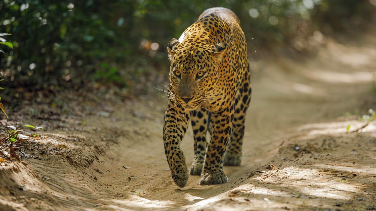 Po útoku levharta zemřel na Srí Lance český mnich